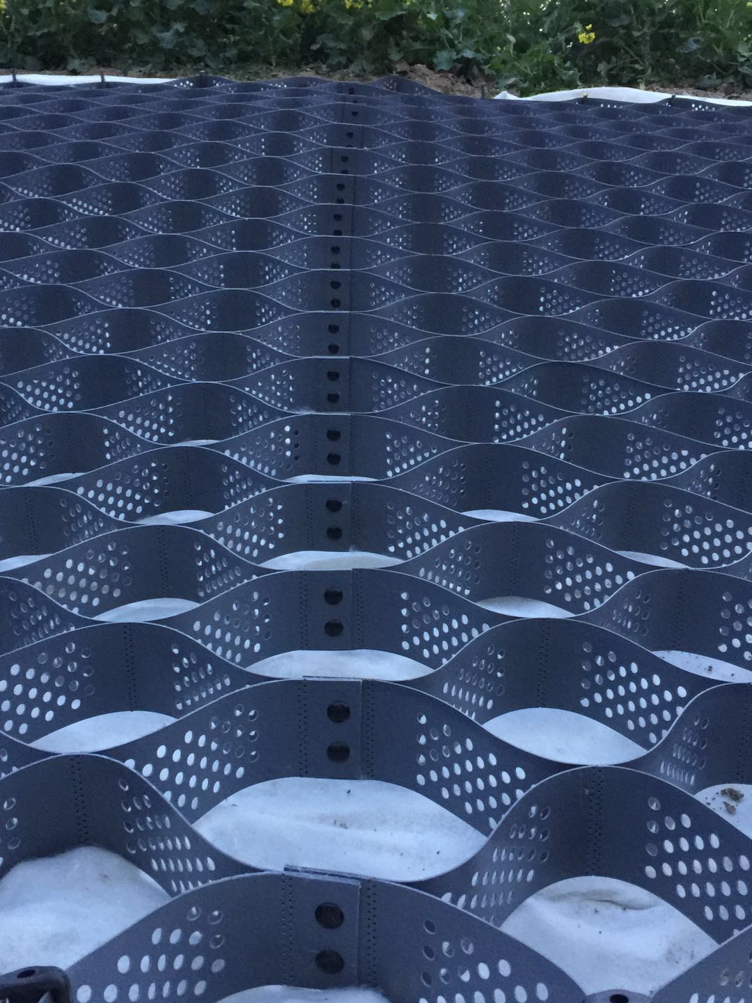 蜂巢格室 蜂巢格室